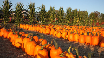 Rows of Pumpkins 