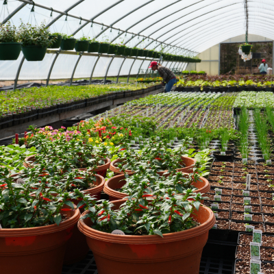 Flowers growing in our greenhouse 