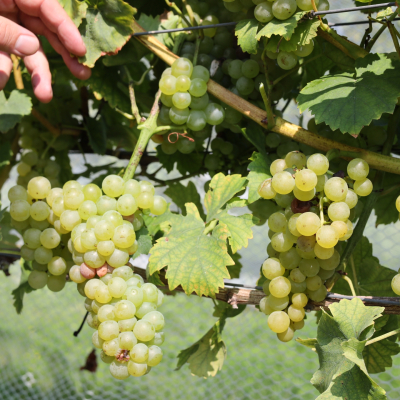 Hand reaching towards muscat grapes