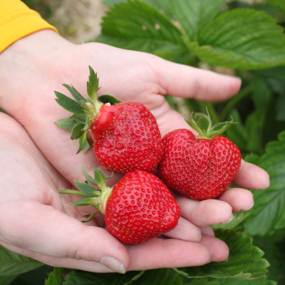 Strawberries from the field 