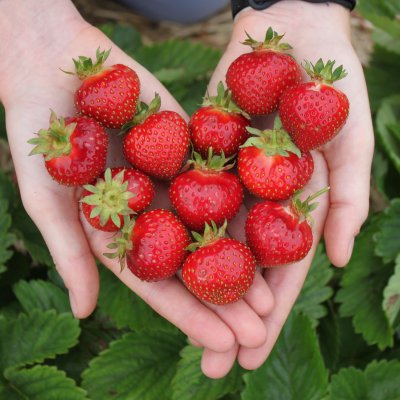 Strawberries from the field 