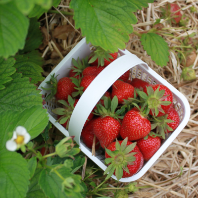 Strawberry basket in the field 
