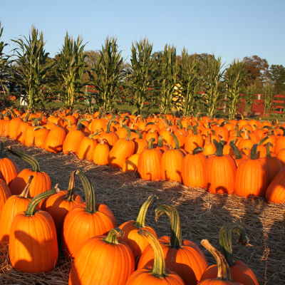 Perfect pumpkins lined up for picking