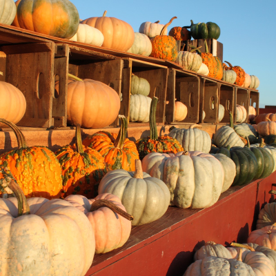 Heirloom Squash in Golden Hour Light 