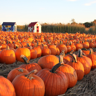 Pumpkins in a Field at Sunset 