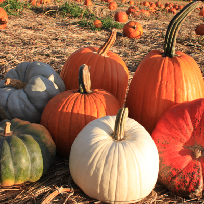 A variety of pumpkins in the field 