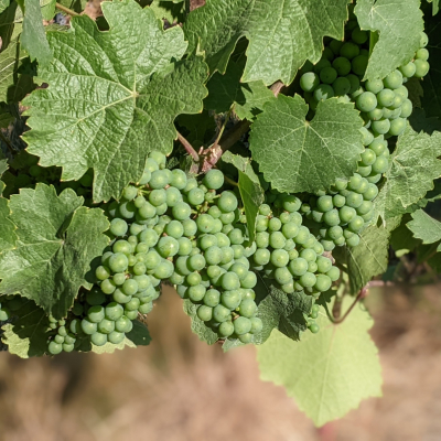 green grapes on the vine