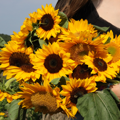 bouquet of sunflower at Jones Winery